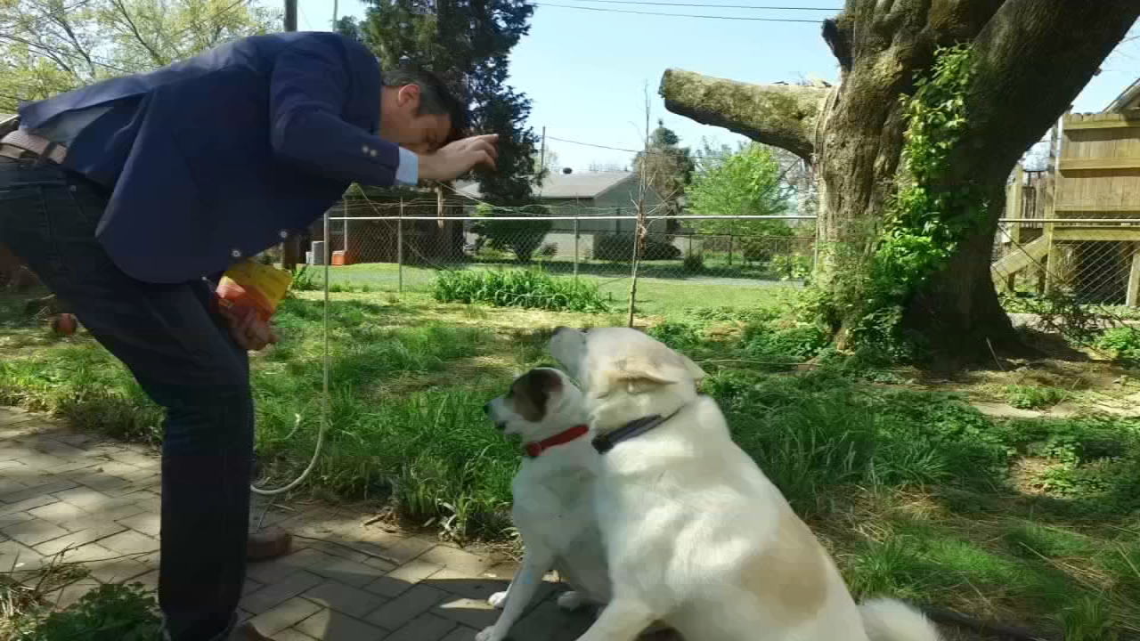 Dog pepper sprayed by LG&E - 4-16-19